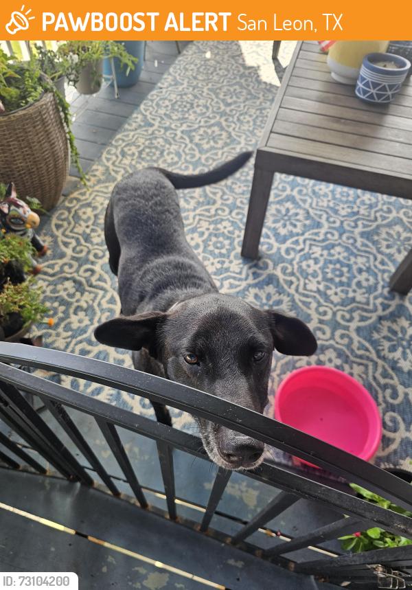 Found/Stray Male Dog last seen Eagle Point Marina, San Leon, TX 77539