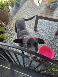 Found/Stray Male Dog last seen Eagle Point Marina, San Leon, TX 77539