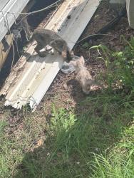Found/Stray Unknown Cat last seen Google the address, Pickens, SC 29671