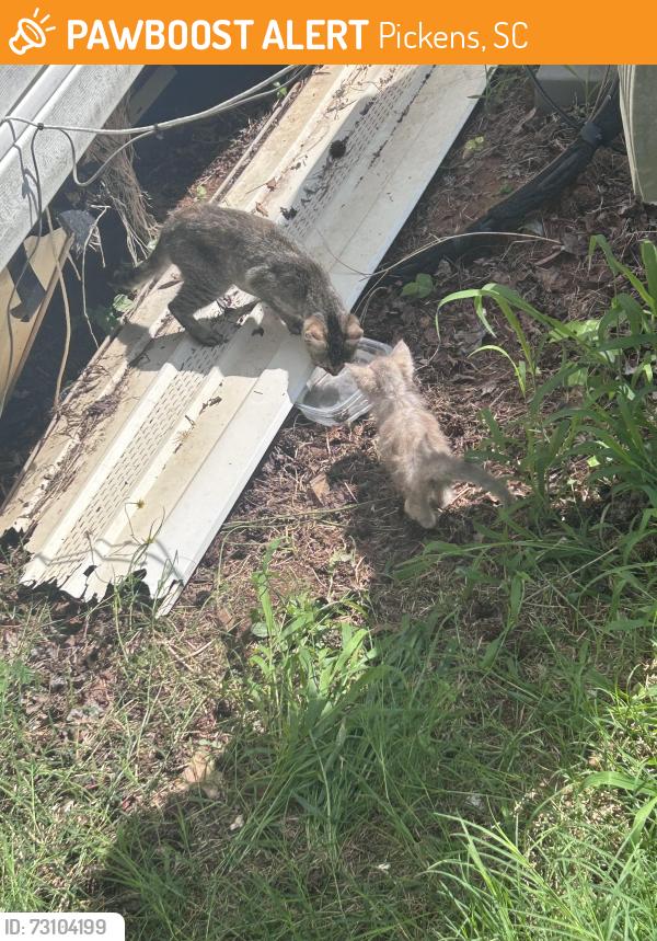 Found/Stray Unknown Cat last seen Google the address, Pickens, SC 29671