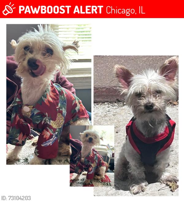 Lost Male Dog last seen Hoyne, Chicago, IL 60609