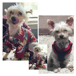 Lost Male Dog last seen Hoyne, Chicago, IL 60609