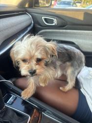 Found/Stray Male Dog last seen Cypress ridge apt, West Pensacola, FL 32506