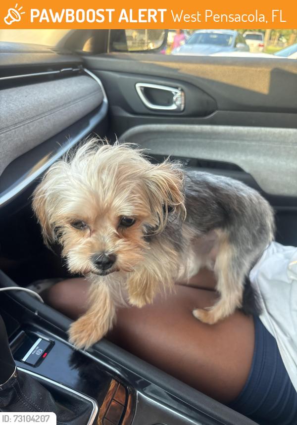Found/Stray Male Dog last seen Cypress ridge apt, West Pensacola, FL 32506