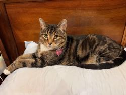 Lost Male Cat last seen Near East, Sandy, UT 84094