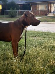 Found/Stray Male Dog last seen Sw 60th and Barnes Ave, Oklahoma City, OK 73159