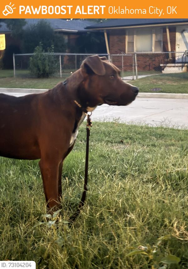 Found/Stray Male Dog last seen Sw 60th and Barnes Ave, Oklahoma City, OK 73159