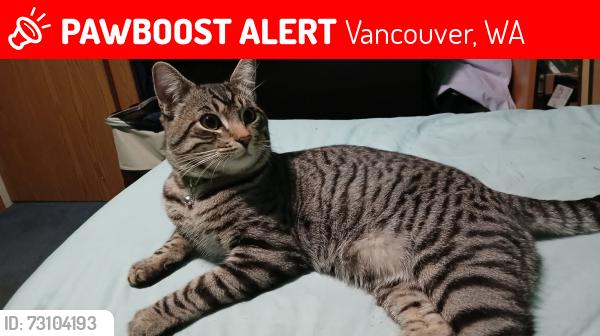 Lost Male Cat last seen Near st ne 132 court Orchard Washington, Vancouver, WA 98682