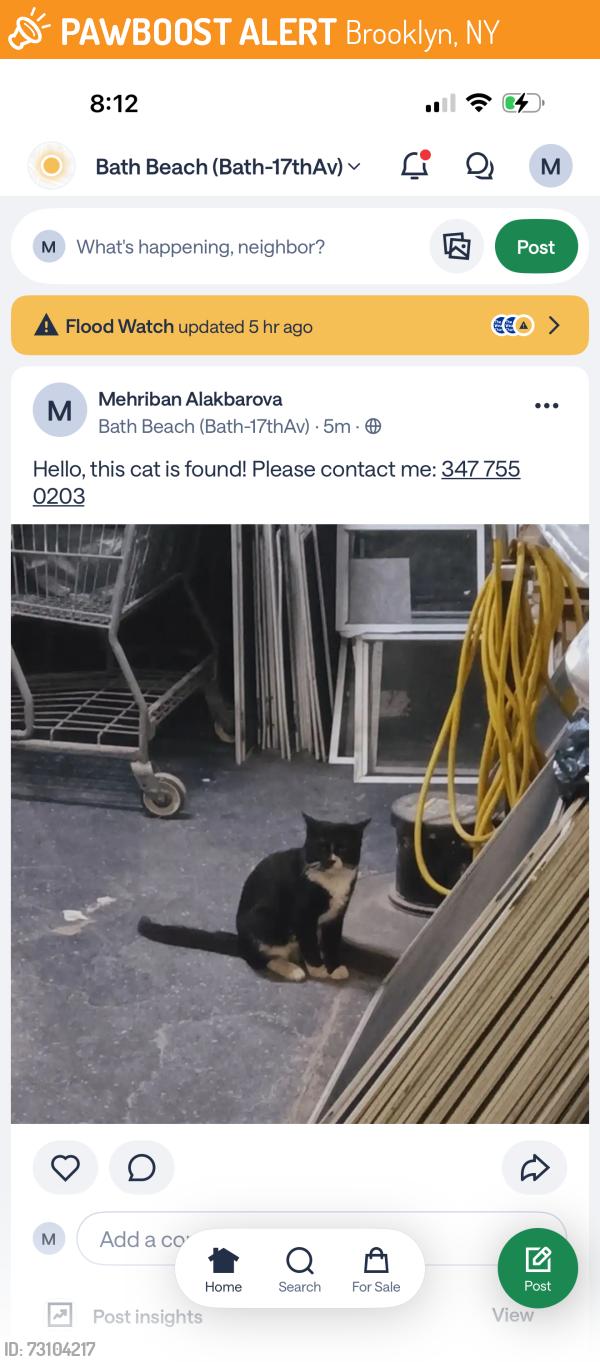 Found/Stray Unknown Cat last seen Near shoreparway, Brooklyn, NY 11214