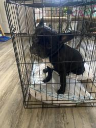 Reunited Male Dog last seen Blueridge Park, Houston, TX 77053