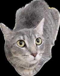 Shelter Stray Female Cat last seen , 3201 Lacy St, Los Angeles, CA 90031, USA