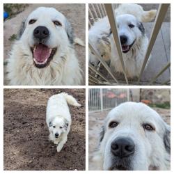 Reunited Male Dog last seen Navarie Pl an Pinar del Rio, El Paso, TX 79932