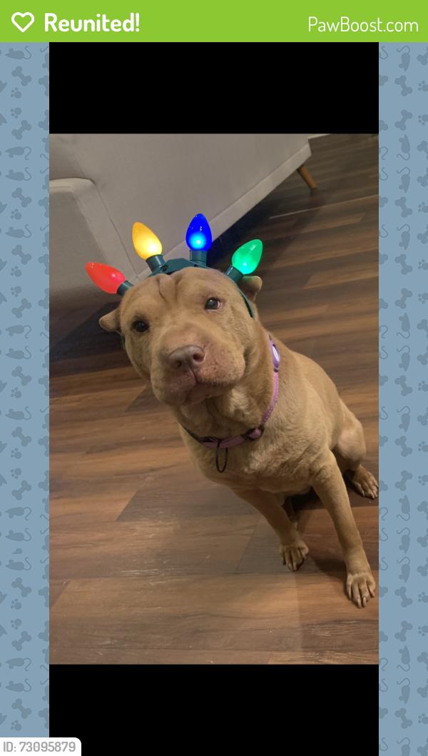 Reunited Female Dog last seen Dawn Lane, Winchester CA 92596., Winchester, CA 92596