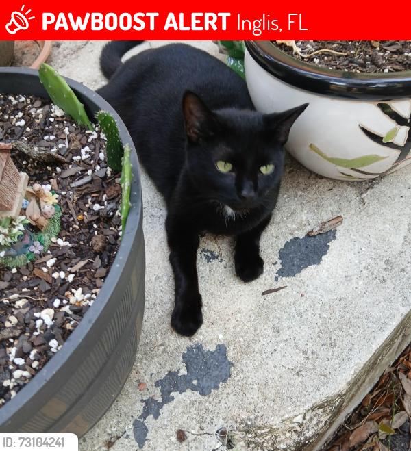 Lost Female Cat last seen US 40A near Scooter Haven, Inglis, FL 34449