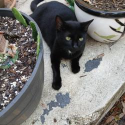Lost Female Cat last seen US 40A near Scooter Haven, Inglis, FL 34449