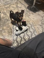 Lost Male Dog last seen Biarritz and Normally Drive out my front yard, Miami Beach, FL 33141