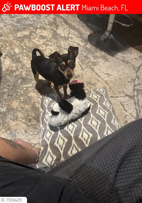 Lost Male Dog last seen Biarritz and Normally Drive out my front yard, Miami Beach, FL 33141