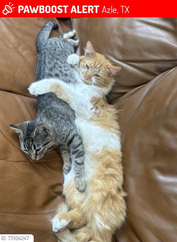 Lost Female Cat last seen silver creek azle road, Azle, TX 76020