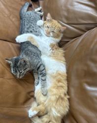 Lost Female Cat last seen silver creek azle road, Azle, TX 76020