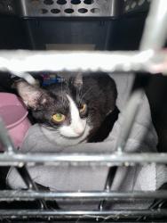 Found/Stray Unknown Cat last seen Kinnamon village loop and 158 by the Food Lion, Clemmons, NC 27012
