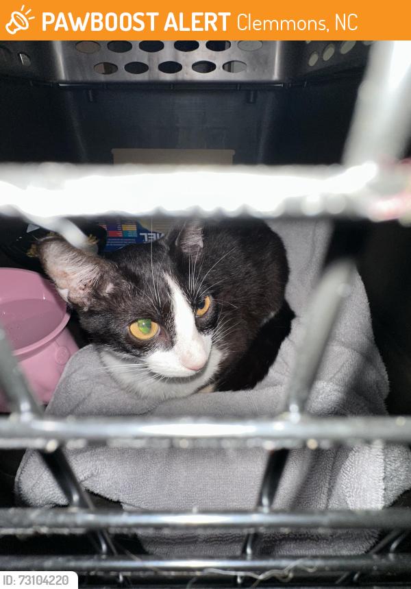 Found/Stray Unknown Cat last seen Kinnamon village loop and 158 by the Food Lion, Clemmons, NC 27012