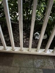 Lost Female Cat last seen Arthur k bolton parkway, Jackson, GA 30233