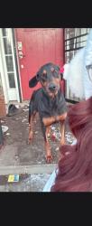 Lost Female Dog last seen Lehman and maple, Henderson, NC 27536