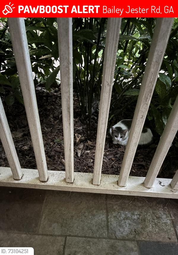 Lost Female Cat last seen Arthur k bolton parkway, Jackson, GA 30233