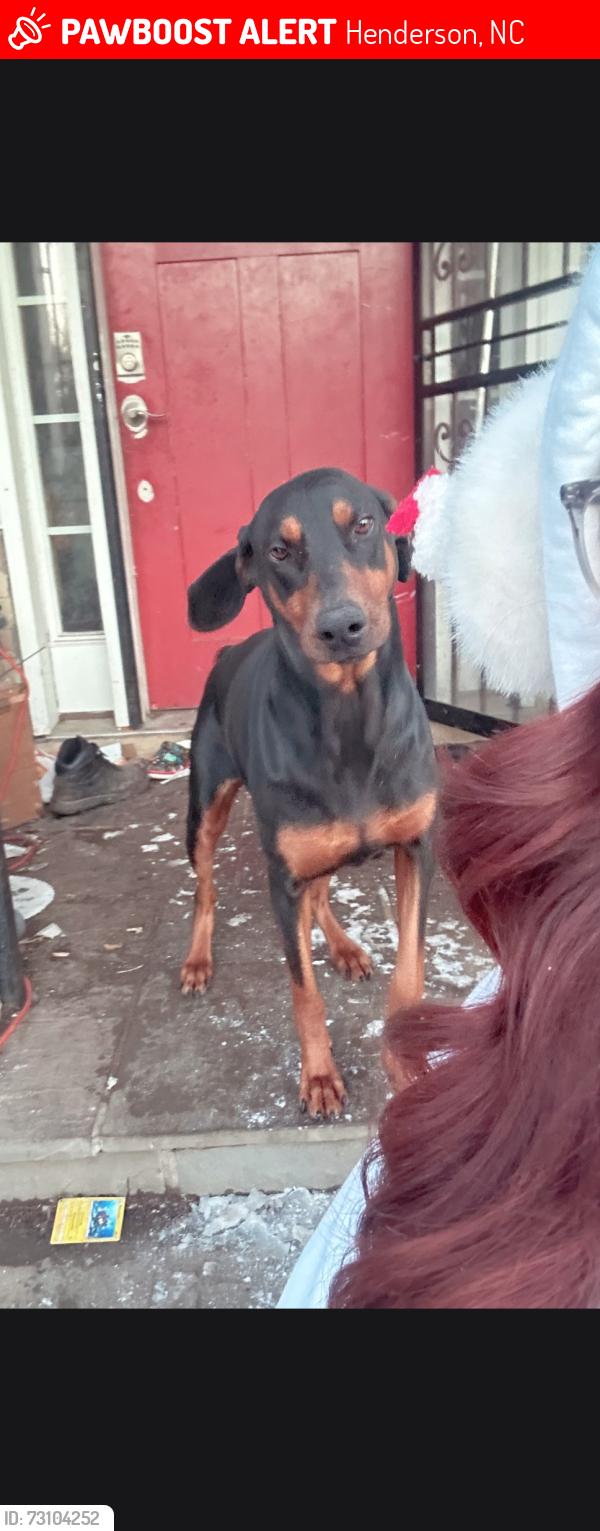 Lost Female Dog last seen Lehman and maple, Henderson, NC 27536