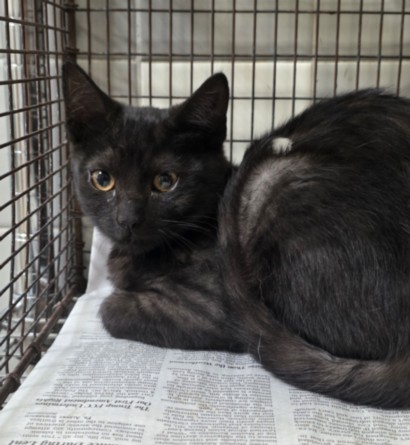 Shelter Stray Female Cat last seen , 957 N Gaffey St, San Pedro, CA 90731, USA