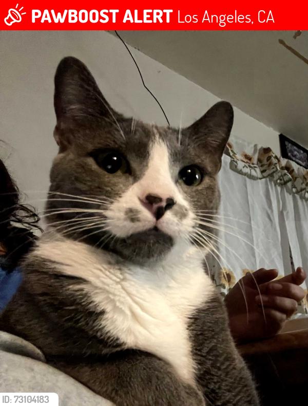 Lost Male Cat last seen 88th Pl & Wall St, Los Angeles, CA 90003