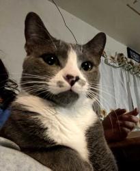 Lost Male Cat last seen 88th Pl & Wall St, Los Angeles, CA 90003
