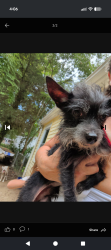 Reunited Male Dog last seen Montlieu ace black with gray, High Point, NC 27264