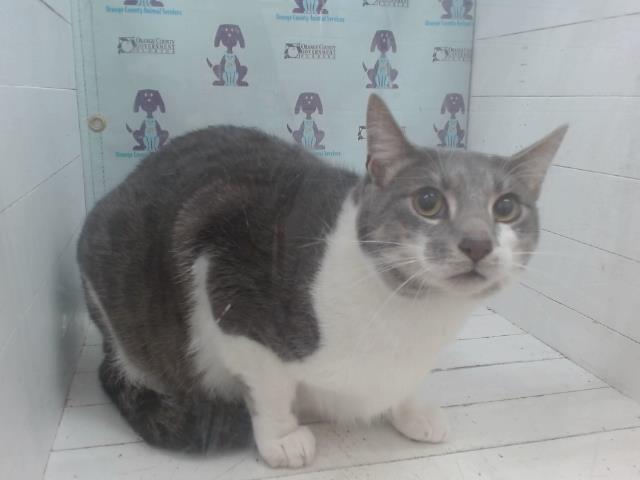 Shelter Stray Male Cat last seen , 2769 Conroy Rd, Orlando, FL 32839, USA
