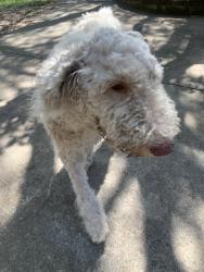 Found/Stray Female Dog last seen Deer ridge, Scenic Oaks, TX 78006