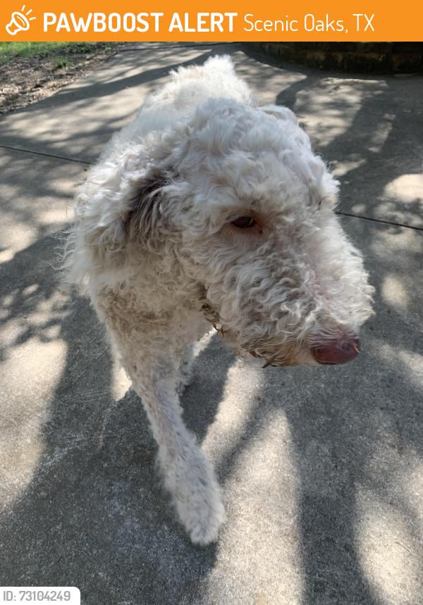 Found/Stray Female Dog last seen Deer ridge, Scenic Oaks, TX 78006