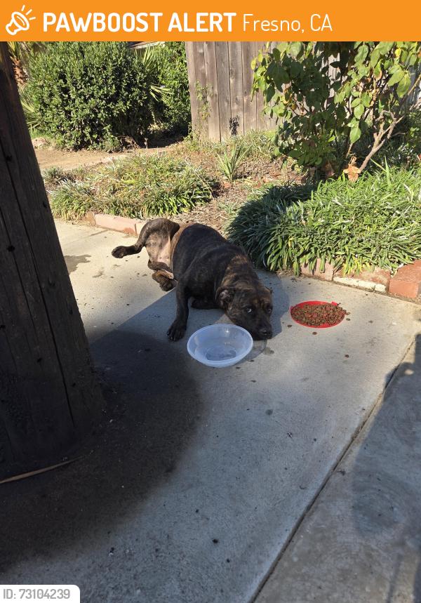 Found/Stray Female Dog last seen Behind Fremont elementary, Fresno, CA 93711