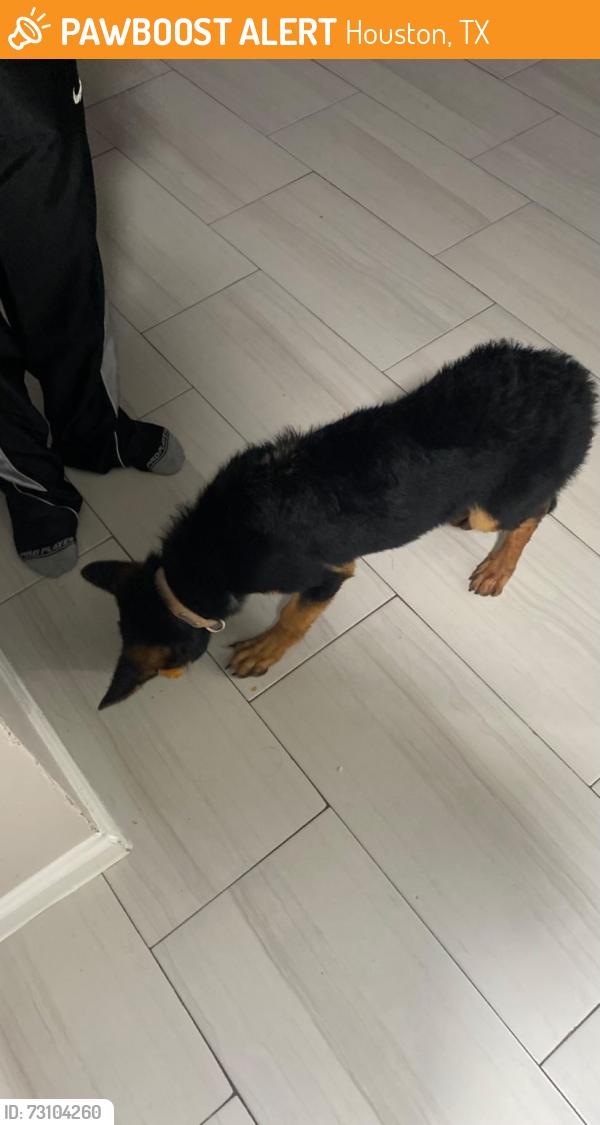 Found/Stray Unknown Dog last seen Near Marnel rd, Houston tx 77055, Houston, TX 77055