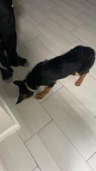 Found/Stray Unknown Dog last seen Near Marnel rd, Houston tx 77055, Houston, TX 77055