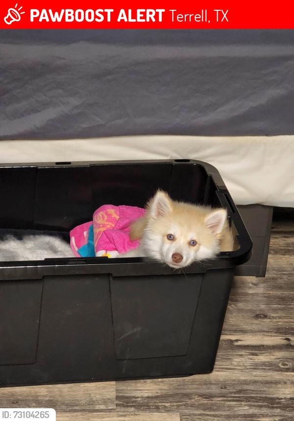Lost Male Dog last seen pebble creek lane, Terrell, TX 75160