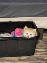 Lost Male Dog last seen pebble creek lane, Terrell, TX 75160