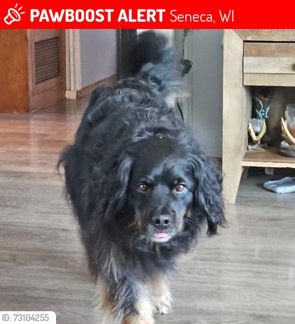 Lost Male Dog last seen Fountain Rd, Seneca, WI 54923