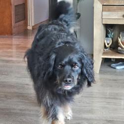Lost Male Dog last seen Fountain Rd, Seneca, WI 54923