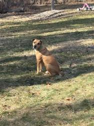 Reunited Male Dog last seen Skyhill rd, Mahoning Township, PA 16116