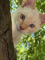 Reunited Male Cat last seen 167th burnside, Portland, OR 97233