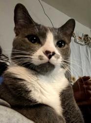 Lost Male Cat last seen 88th Pl & Wall St, Los Angeles, CA 90003