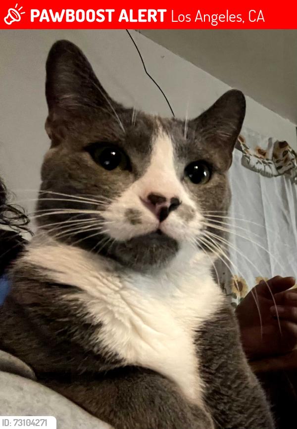 Lost Male Cat last seen 88th Pl & Wall St, Los Angeles, CA 90003
