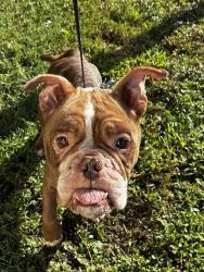 Shelter Stray Female Dog last seen Near BLOCK SW 8 ST, DEERFIELD BEACH FL 33441, 2400 SW 42nd St, Fort Lauderdale, FL 33312, USA