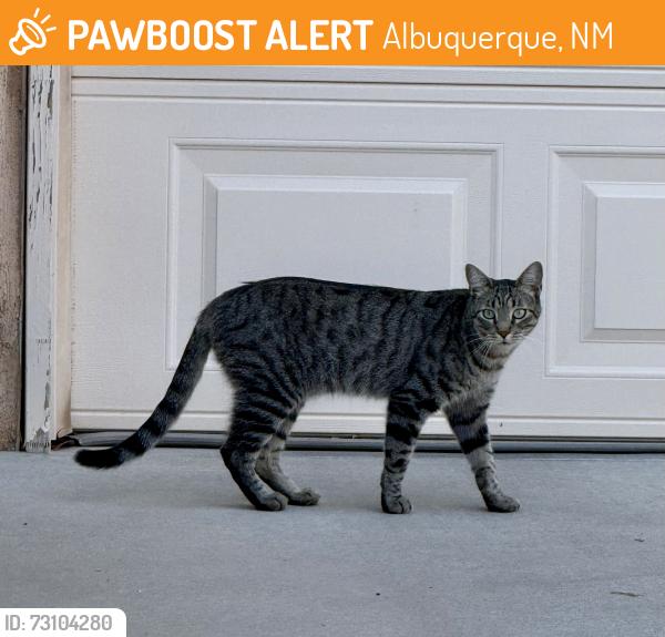 Found/Stray Unknown Cat last seen Kipuka and Silica NW, Albuquerque, NM 87120