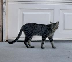 Found/Stray Unknown Cat last seen Kipuka and Silica NW, Albuquerque, NM 87120